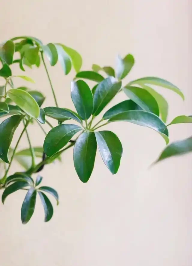 養「招財樹」,用一個枝就能插活,枝葉繁茂財氣十足,美觀霸氣