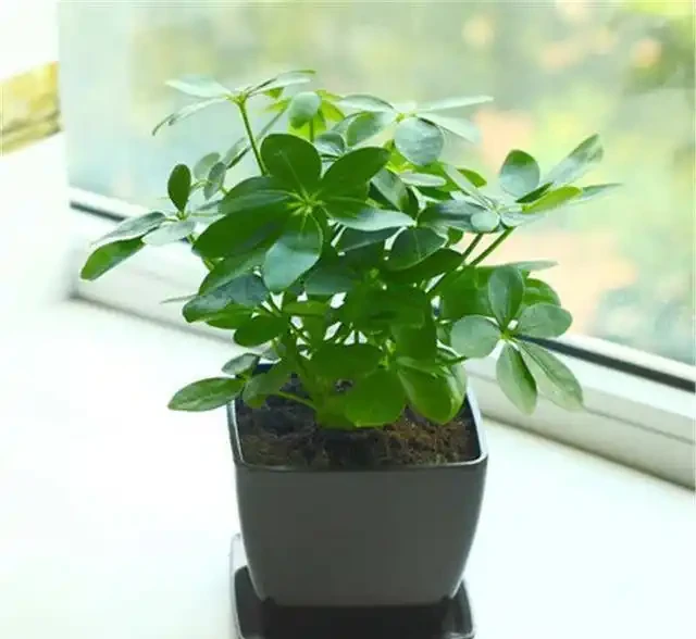 養「招財樹」,用一個枝就能插活,枝葉繁茂財氣十足,美觀霸氣