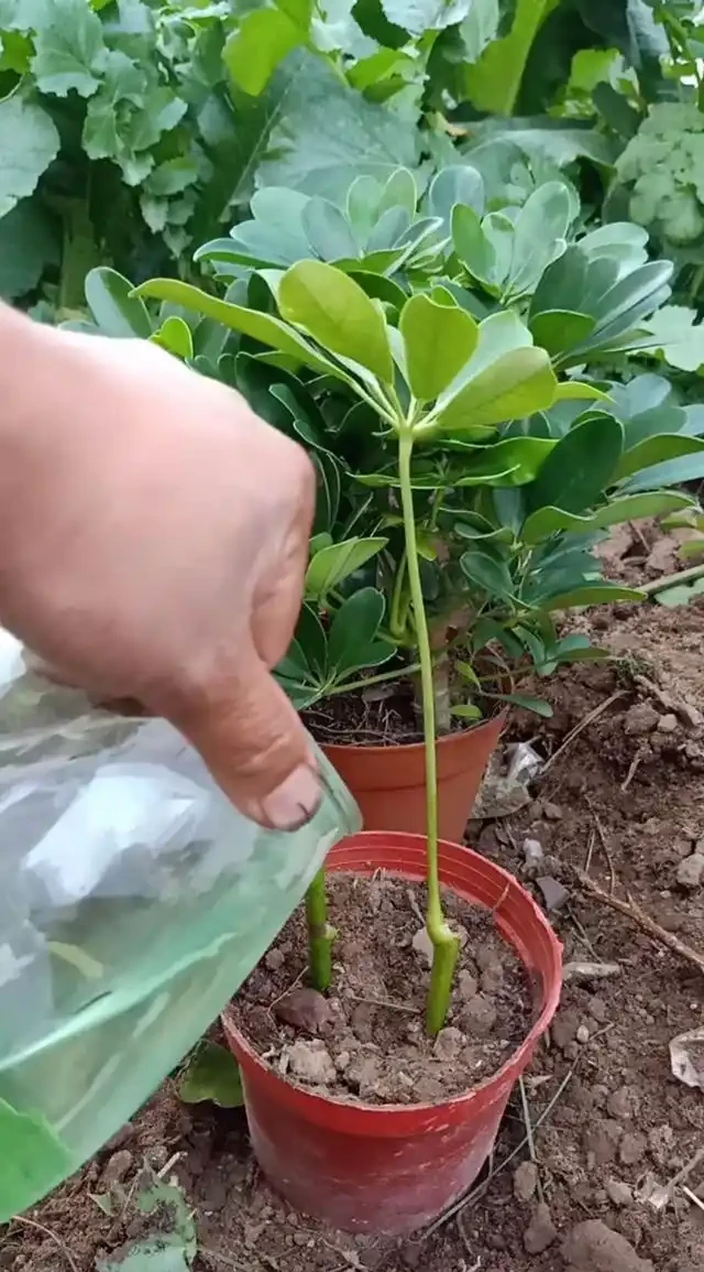養「招財樹」,用一個枝就能插活,枝葉繁茂財氣十足,美觀霸氣
