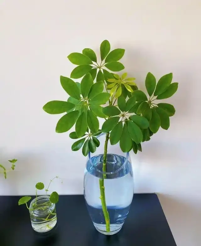養「招財樹」,用一個枝就能插活,枝葉繁茂財氣十足,美觀霸氣
