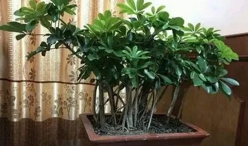 養「招財樹」,用一個枝就能插活,枝葉繁茂財氣十足,美觀霸氣