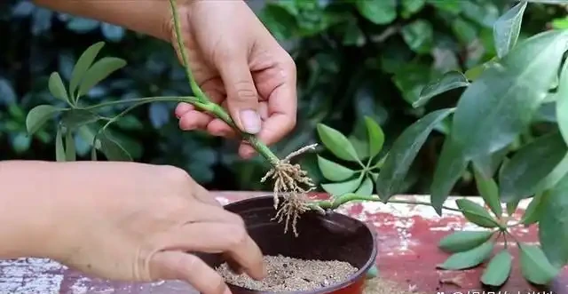 養「招財樹」,用一個枝就能插活,枝葉繁茂財氣十足,美觀霸氣