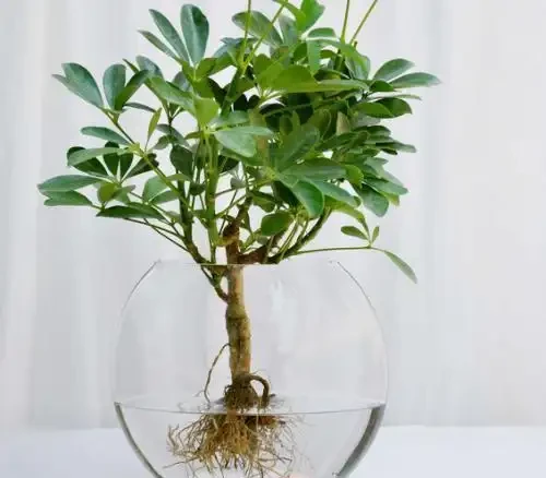 養「招財樹」,用一個枝就能插活,枝葉繁茂財氣十足,美觀霸氣