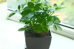 養「招財樹」，用一個枝就能插活，枝葉繁茂財氣十足，美觀霸氣