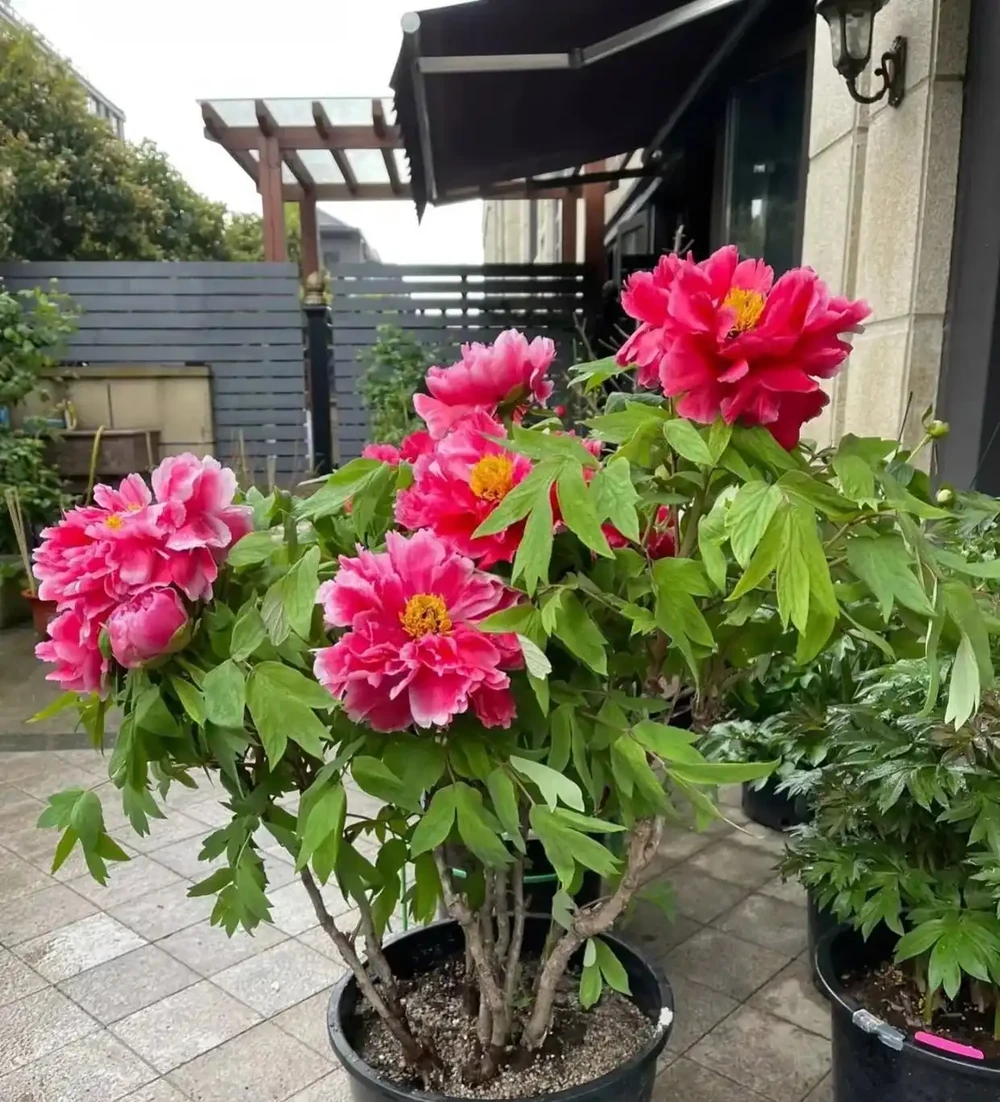 院裡別再亂養花了,這8種耐寒好養還旺人,健康更吉利!