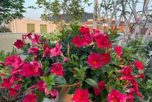 10種花「不怕曬」，放在南陽臺，變身「開花小機器」，超美