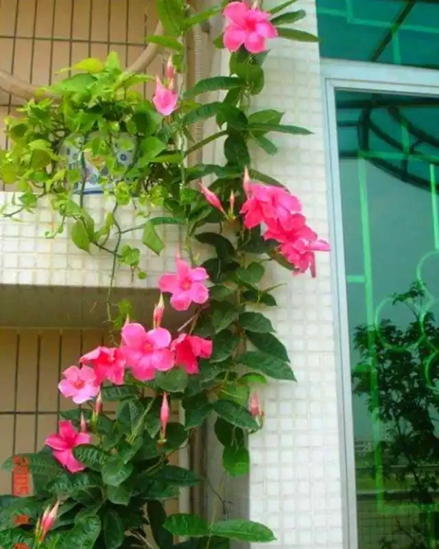 10種花「不怕曬」，放在南陽臺，變身「開花小機器」，超美