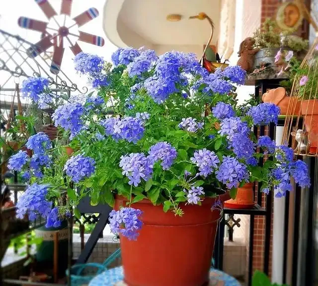 10種花「不怕曬」，放在南陽臺，變身「開花小機器」，超美