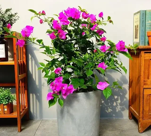 10種花「不怕曬」，放在南陽臺，變身「開花小機器」，超美