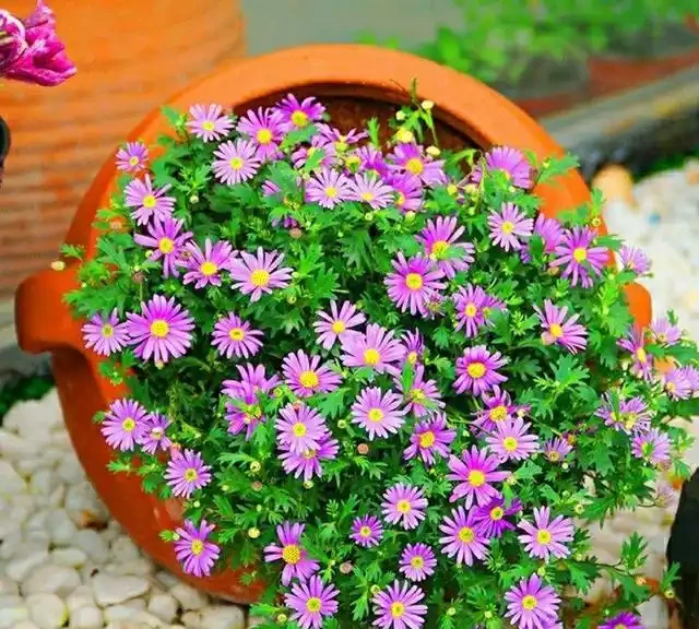 10種花「不怕曬」，放在南陽臺，變身「開花小機器」，超美