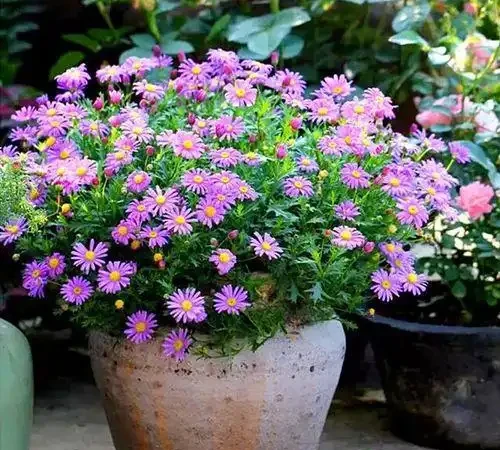 10種花「不怕曬」，放在南陽臺，變身「開花小機器」，超美