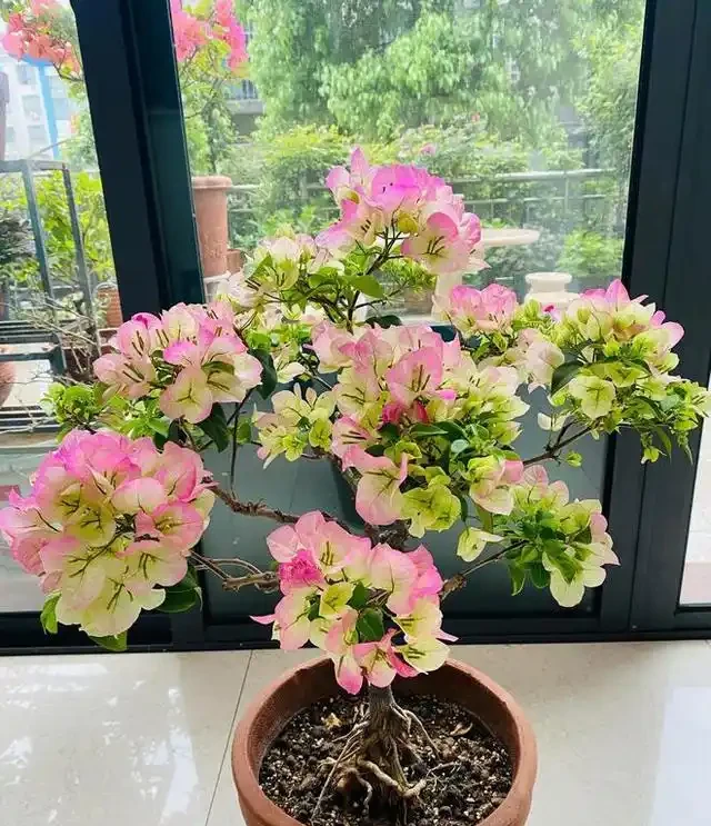 10種花「不怕曬」，放在南陽臺，變身「開花小機器」，超美