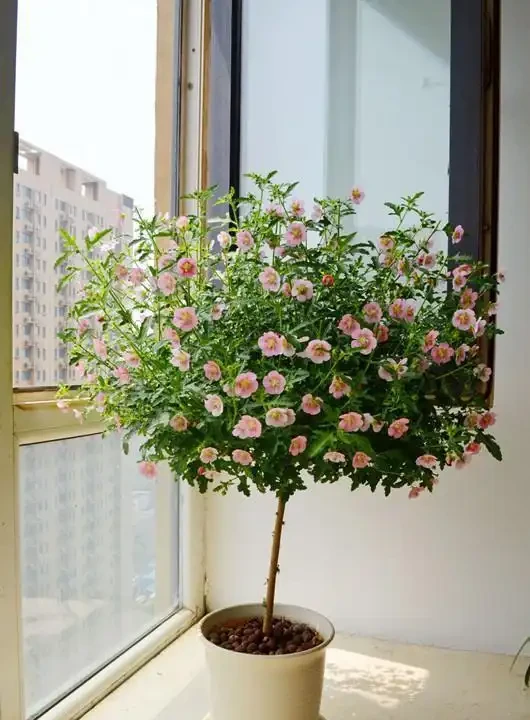 10種花「不怕曬」，放在南陽臺，變身「開花小機器」，超美