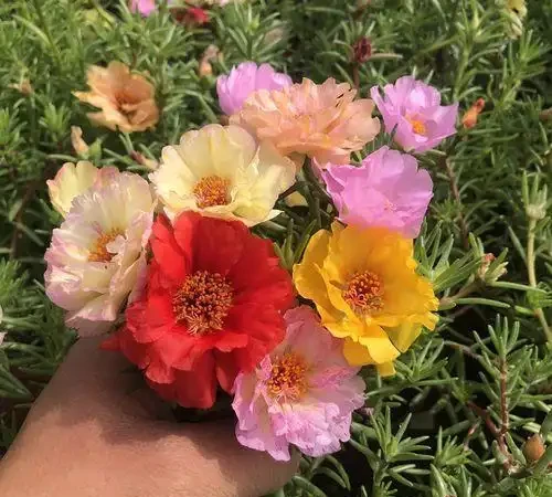10種花「不怕曬」，放在南陽臺，變身「開花小機器」，超美