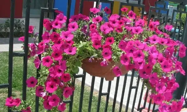 10種花「不怕曬」，放在南陽臺，變身「開花小機器」，超美