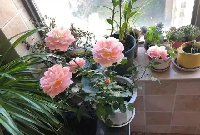 10種花「不怕曬」，放在南陽臺，變身「開花小機器」，超美
