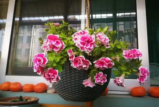 10種花「不怕曬」，放在南陽臺，變身「開花小機器」，超美