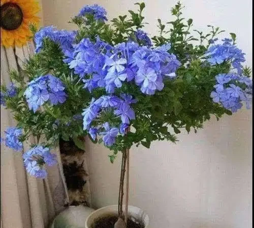 10種花「不怕曬」，放在南陽臺，變身「開花小機器」，超美