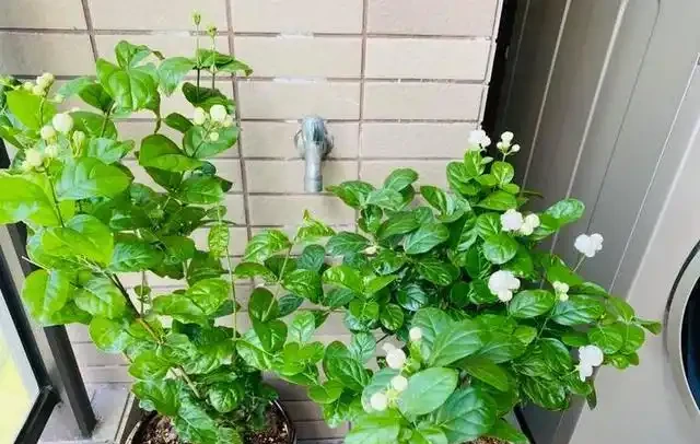 10種花「不怕曬」，放在南陽臺，變身「開花小機器」，超美