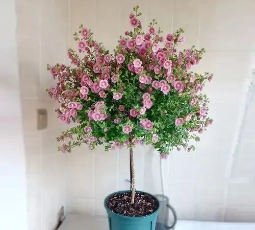 10種花「不怕曬」，放在南陽臺，變身「開花小機器」，超美