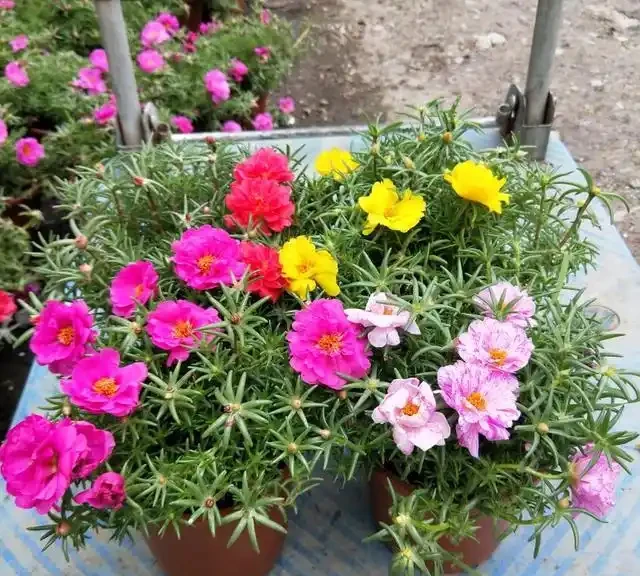 10種花「不怕曬」，放在南陽臺，變身「開花小機器」，超美