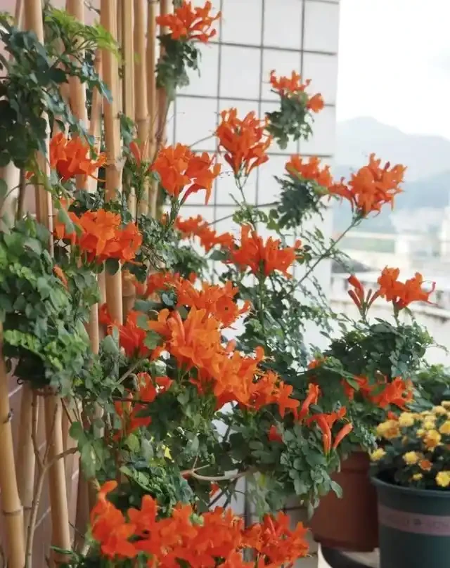 10種花「不怕曬」，放在南陽臺，變身「開花小機器」，超美