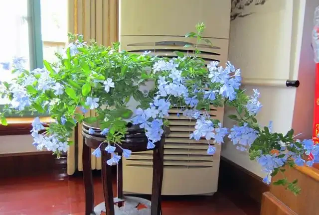 10種花「不怕曬」，放在南陽臺，變身「開花小機器」，超美