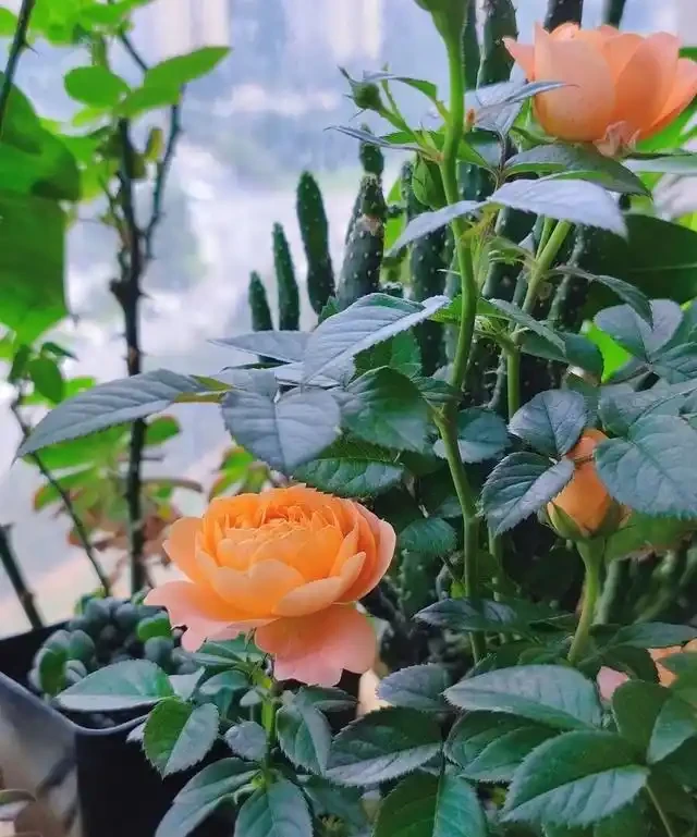 10種花「不怕曬」，放在南陽臺，變身「開花小機器」，超美