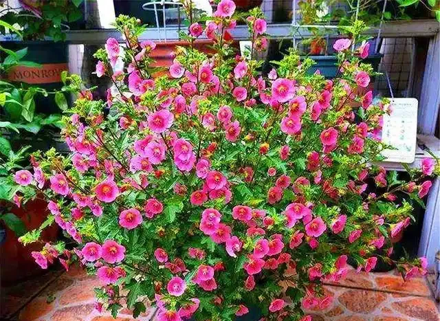 10種花「不怕曬」，放在南陽臺，變身「開花小機器」，超美