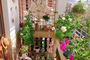 10種花「不怕曬」，放在南陽臺，變身「開花小機器」，超美