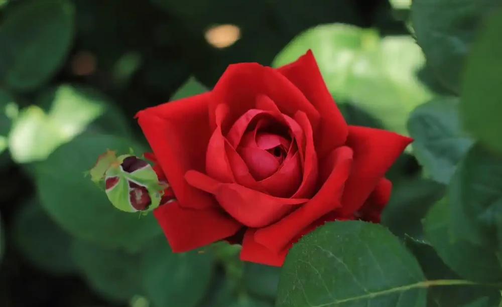 玫瑰什麼時候開花