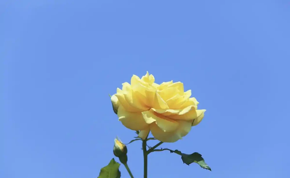 玫瑰什麼時候開花