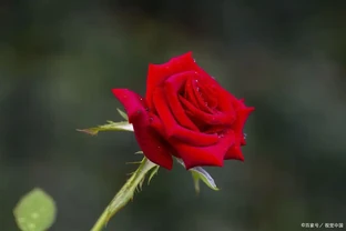 玫瑰什麼時候開花