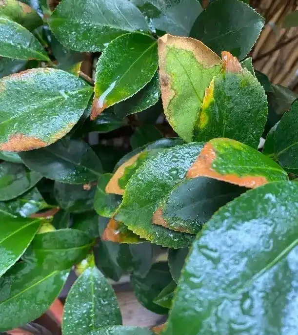 茶花黃葉子，焦邊，掉葉，溼度不夠造成的，要多噴水保溼！