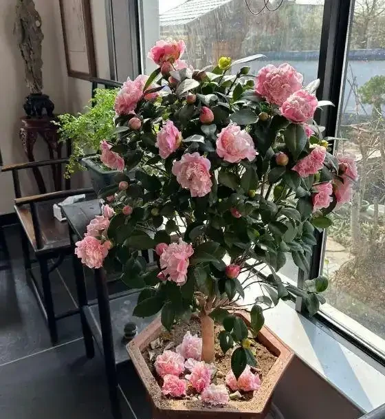 茶花黃葉子，焦邊，掉葉，溼度不夠造成的，要多噴水保溼！