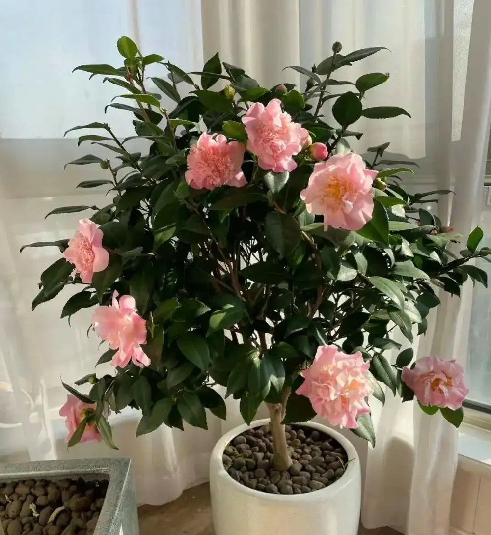 茶花黃葉子，焦邊，掉葉，溼度不夠造成的，要多噴水保溼！