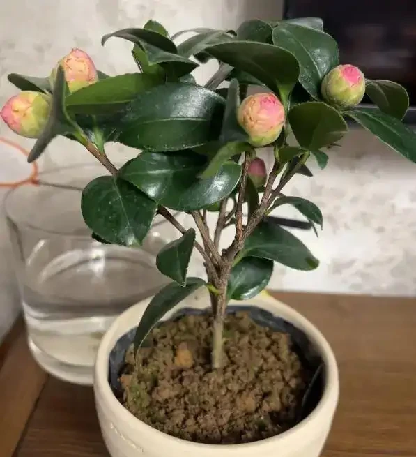 茶花黃葉子，焦邊，掉葉，溼度不夠造成的，要多噴水保溼！