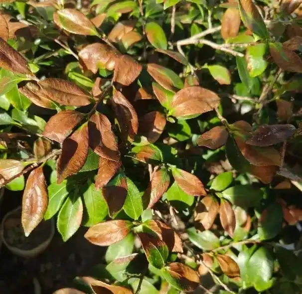 茶花黃葉子，焦邊，掉葉，溼度不夠造成的，要多噴水保溼！