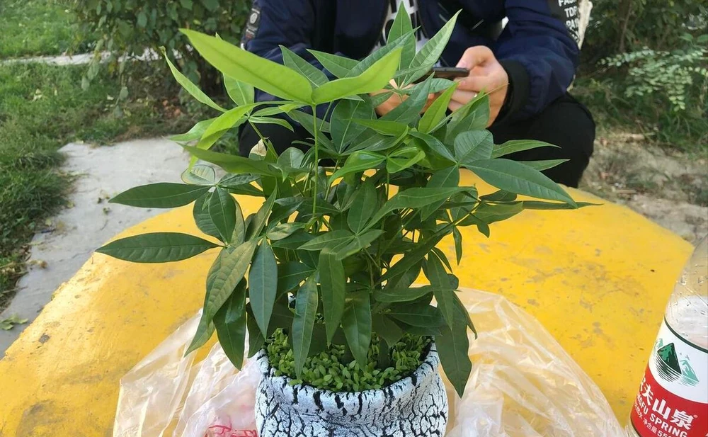 八方來財鴨腳木的養殖方法和注意事項