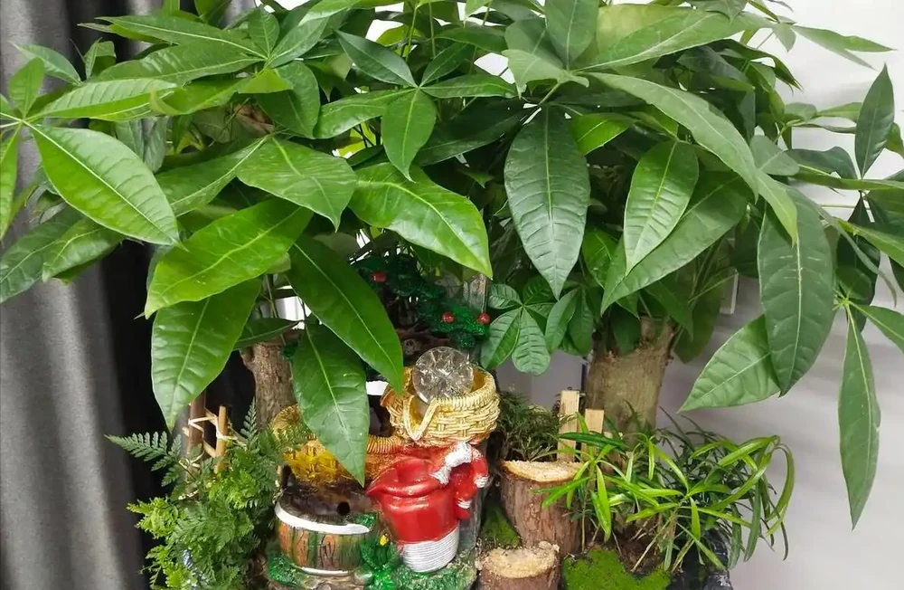 八方來財鴨腳木的養殖方法和注意事項