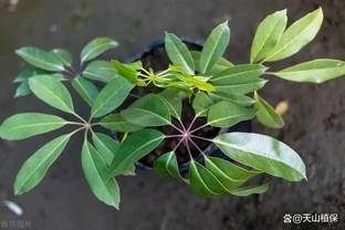 八方來財鴨腳木的養殖方法和注意事項