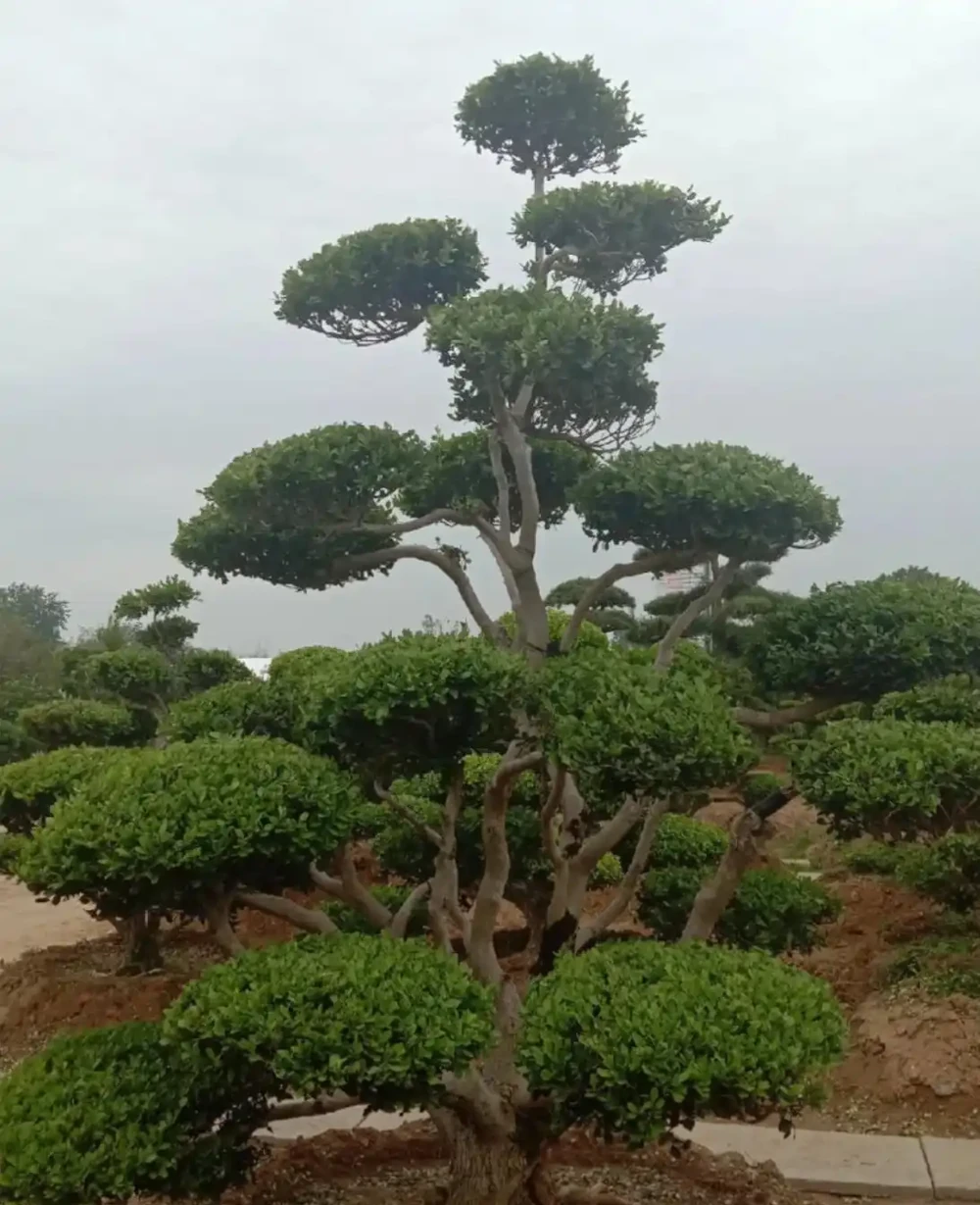鎮宅必備!這五種老壽星樹木,能活千年,納福聚財兩不誤