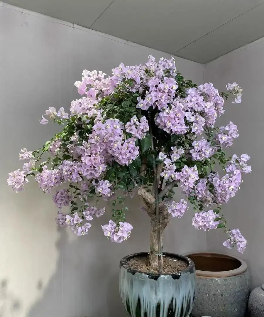「養花的盡頭」是九重葛？別鬧了，先看看它的缺點吧