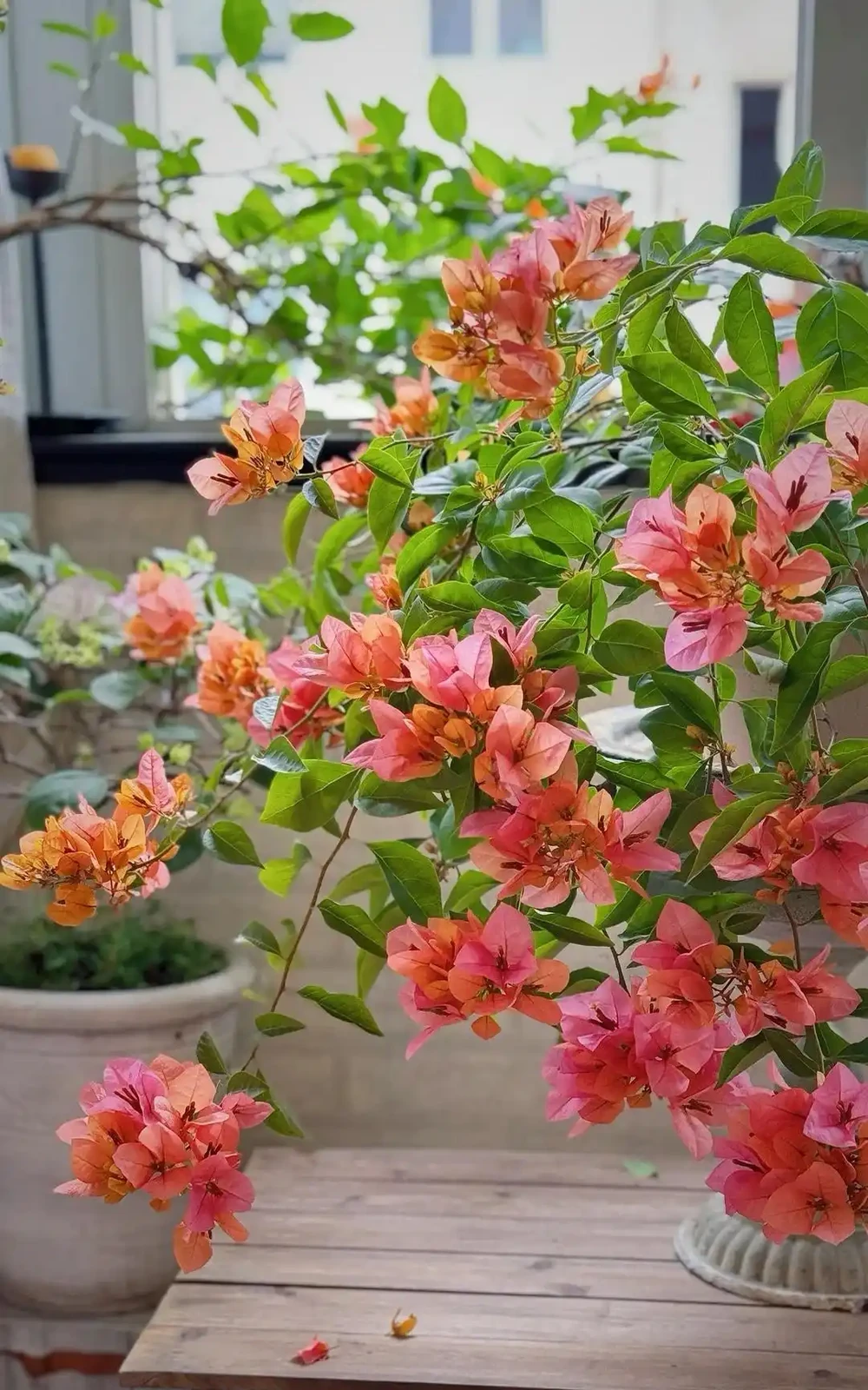 「養花的盡頭」是九重葛？別鬧了，先看看它的缺點吧