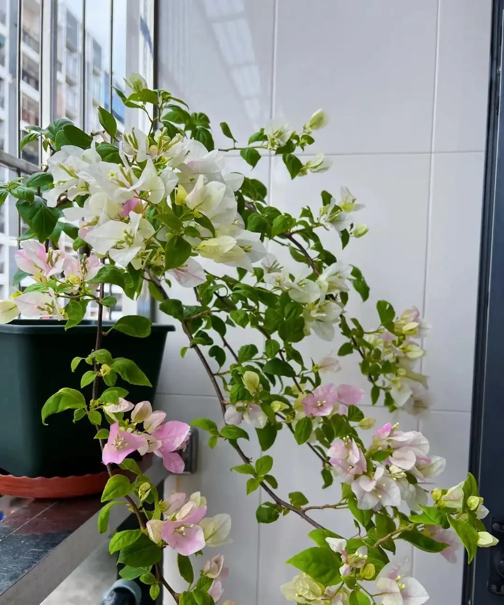 「養花的盡頭」是九重葛？別鬧了，先看看它的缺點吧