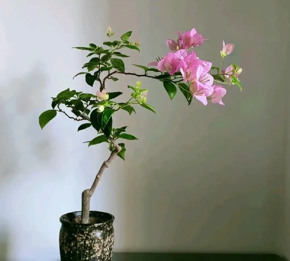 「養花的盡頭」是九重葛？別鬧了，先看看它的缺點吧