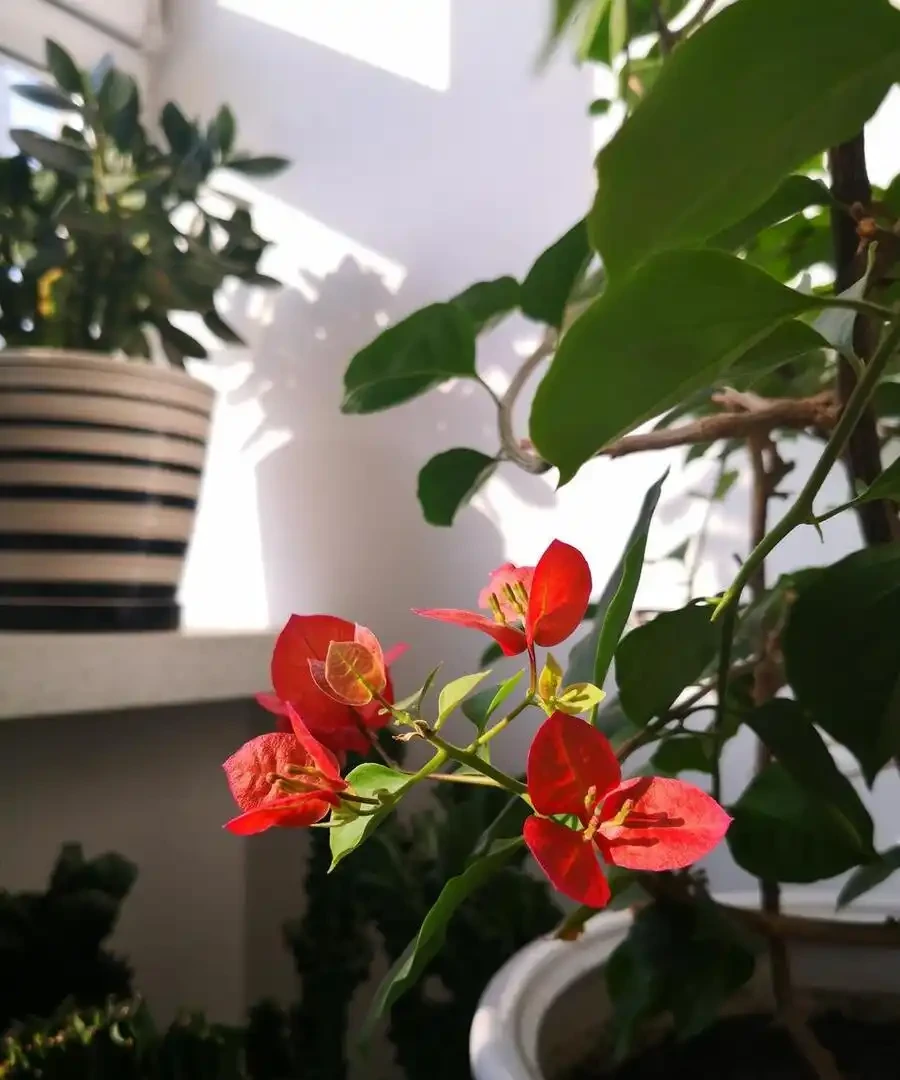 「養花的盡頭」是九重葛？別鬧了，先看看它的缺點吧