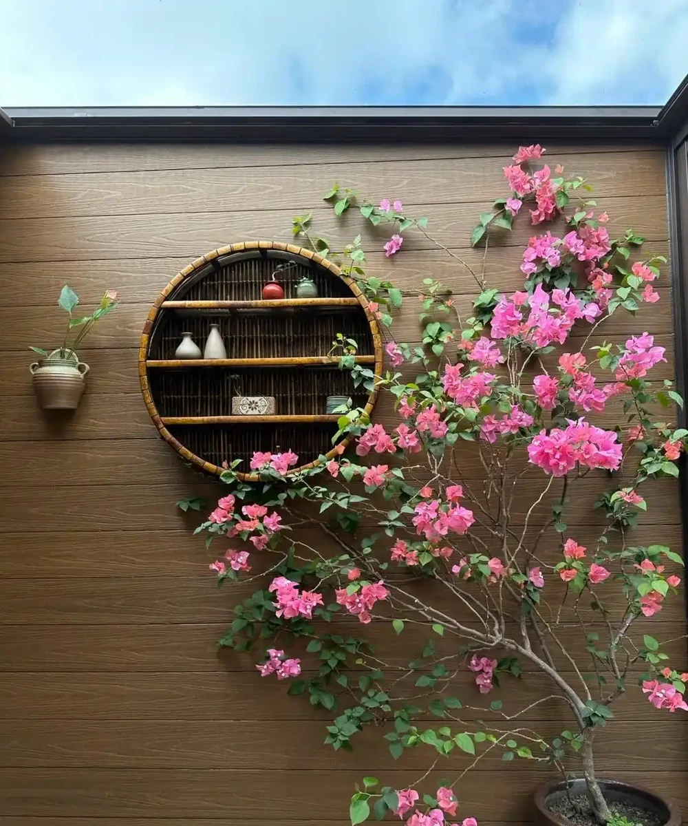 「養花的盡頭」是九重葛？別鬧了，先看看它的缺點吧