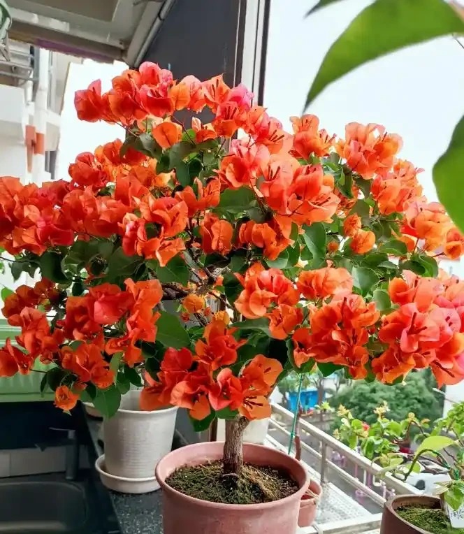 「養花的盡頭」是九重葛？別鬧了，先看看它的缺點吧