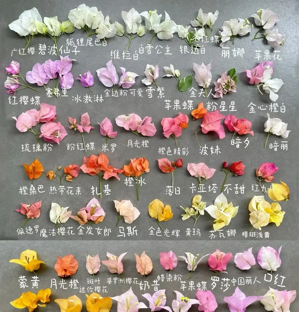 「養花的盡頭」是九重葛？別鬧了，先看看它的缺點吧